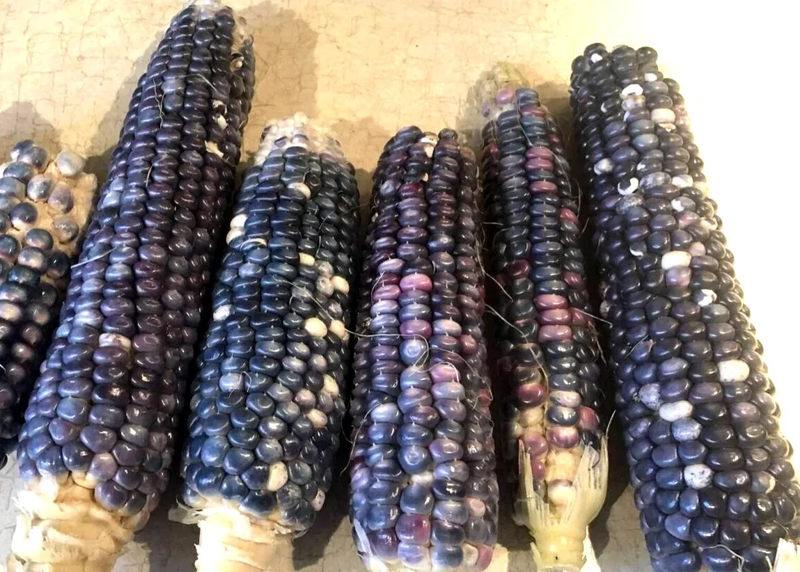 Blue Hopi Indian Flint Flour Corn Seeds 200 Count Organic Heirloom Garden - Image 8