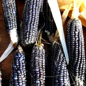 Blue Hopi Indian Flint Flour Corn Seeds 200 Count Organic Heirloom Garden - Image 9