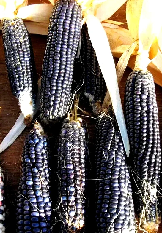 Blue Hopi Indian Flint Flour Corn Seeds 200 Count Organic Heirloom Garden - Image 9