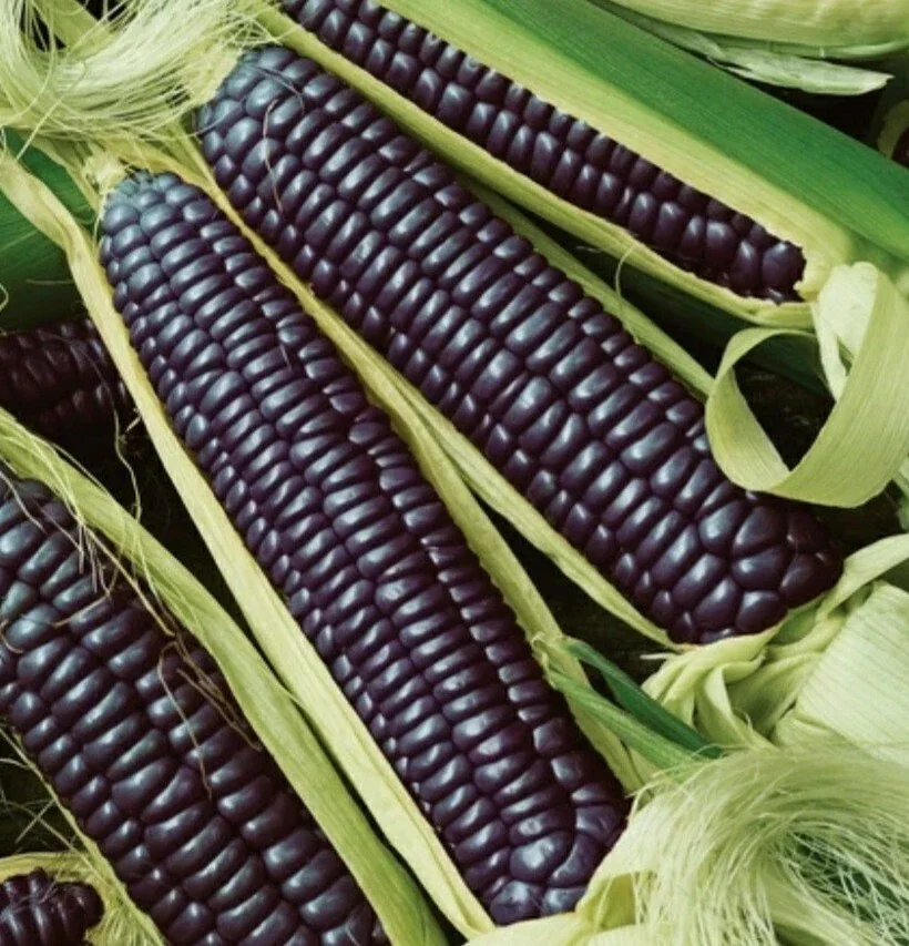 Blue Hopi Indian Flint Flour Corn Seeds 200 Count Organic Heirloom Garden - Image 1