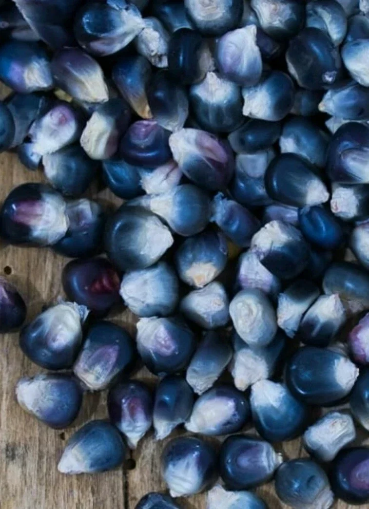 Blue Hopi Indian Heirloom Organic Corn Seeds - 1/2 LB for Garden Planting - Image 2