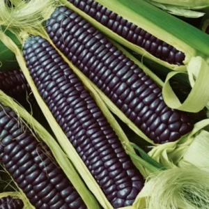Blue Hopi Indian Heirloom Organic Corn Seeds - 1/2 LB for Garden Planting - Image 1