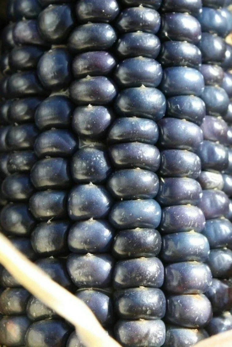 Blue Hopi Indian Heirloom Organic Corn Seeds - 1/2 LB for Garden Planting - Image 4
