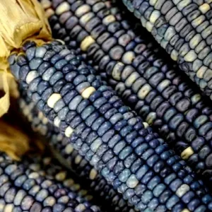 Blue Hopi Indian Heirloom Organic Corn Seeds - 1/2 LB for Garden Planting - Image 6