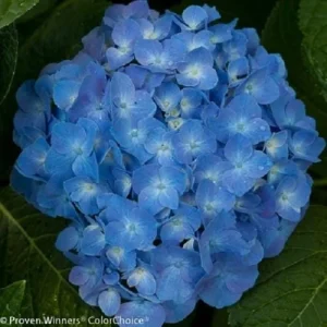 Blue Jangles Reblooming Hydrangea Live Plant – 4 inch Pot – Outdoor Shrub - Image 3