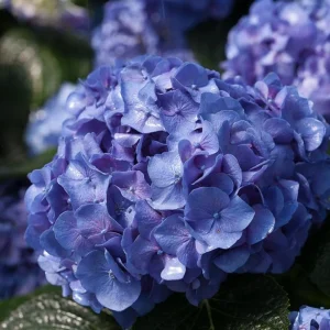 Blue Jangles Reblooming Hydrangea Live Plant – 4 inch Pot – Outdoor Shrub - Image 1