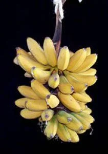 Blue Java Banana Live Plant - Ice Cream Banana Tree - 1 Foot Tall, 6 inch Pot - Image 2