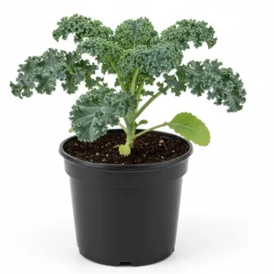 Blue Kale Live Plant in 4 Inch Pot - Hardy Vegetable for Garden - Image 2