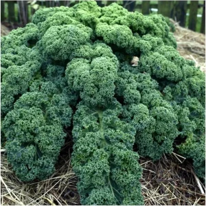 Blue Kale Live Plant in 4 Inch Pot - Hardy Vegetable for Garden - Image 4