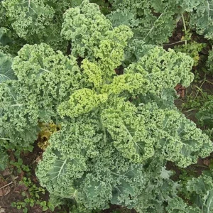 Blue Kale Live Plant in 4 Inch Pot - Hardy Vegetable for Garden - Image 5