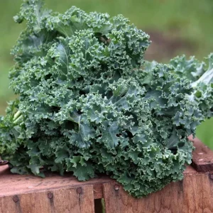 Blue Kale Live Plant in 4 Inch Pot - Hardy Vegetable for Garden - Image 6