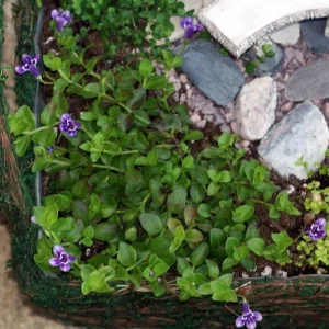 Blue Moneywort Live Plant - Lindernia grandiflora - 2.5" Pot - Terrarium/Fairy Garden/Houseplant - Image 2