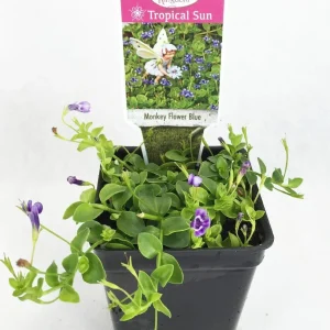 Blue Moneywort Live Plant - Lindernia grandiflora - 2.5