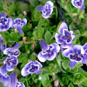 Blue Moneywort Live Plant - Lindernia grandiflora - 2.5" Pot - Terrarium/Fairy Garden/Houseplant - Image 1