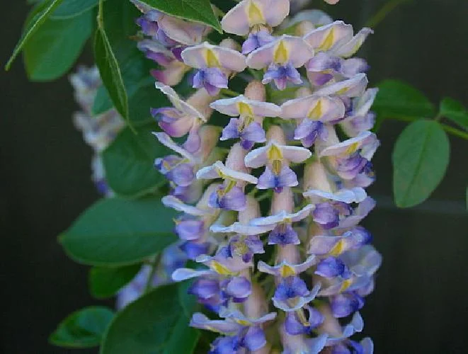 Blue Moon Wisteria Vine Live Plant - Fragrant Blooms - 4 Inch Pot - Outdoor - Image 3