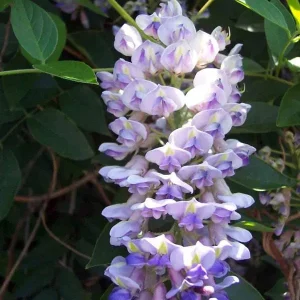 Blue Moon Wisteria Vine Live Plant - Fragrant Blooms - 4 Inch Pot - Outdoor - Image 1