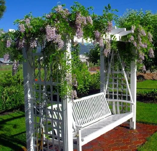 Blue Moon Wisteria Vine Live Plant - Fragrant Blooms - 4 Inch Pot - Outdoor - Image 4