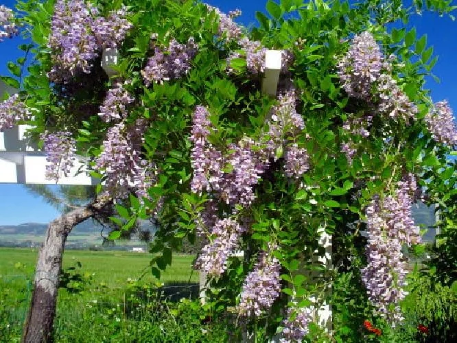 Blue Moon Wisteria Vine Live Plant - Fragrant Blooms - 4 Inch Pot - Outdoor - Image 5