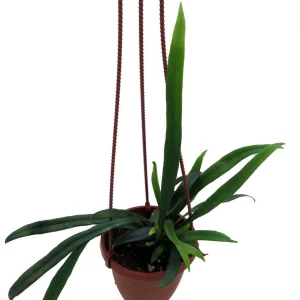 Blue Oil Fern Live Plant - 4 inch Hanging Basket - Indoor Tropical Fern - Image 2