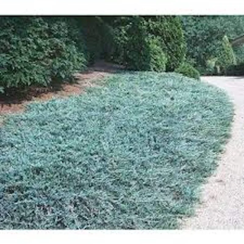 Blue Rug Juniper Shrub - Evergreen Groundcover Live Plant