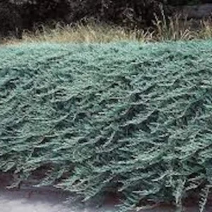 Blue Rug Juniper Shrub - Live Plant - Groundcover - 4-6 inches Tall - Image 1