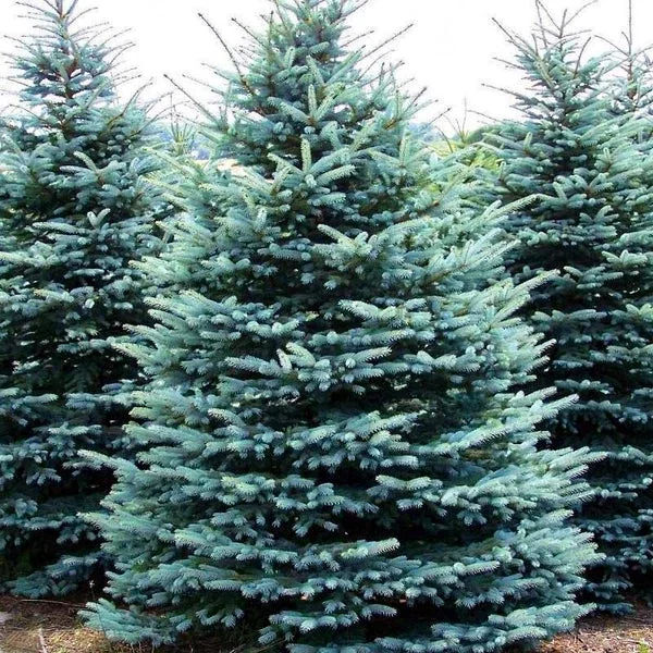 Blue Spruce Live Plant - 1 ft Tall Colorado Blue Spruce Tree Outdoor Picea pungens - Image 1
