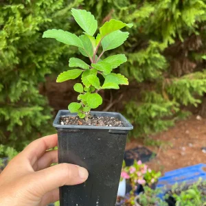 Bluebeard Caryopteris Live Plant - Easy-to-Grow Perennial Shrub for Pollinators - Image 10