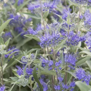 Bluebeard Caryopteris Live Plant - Easy-to-Grow Perennial Shrub for Pollinators - Image 2