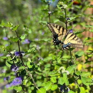 Bluebeard Caryopteris Live Plant - Easy-to-Grow Perennial Shrub for Pollinators - Image 6
