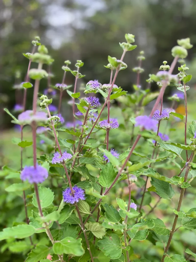 Bluebeard Caryopteris Live Plant - Easy-Grow Perennial for Gardens