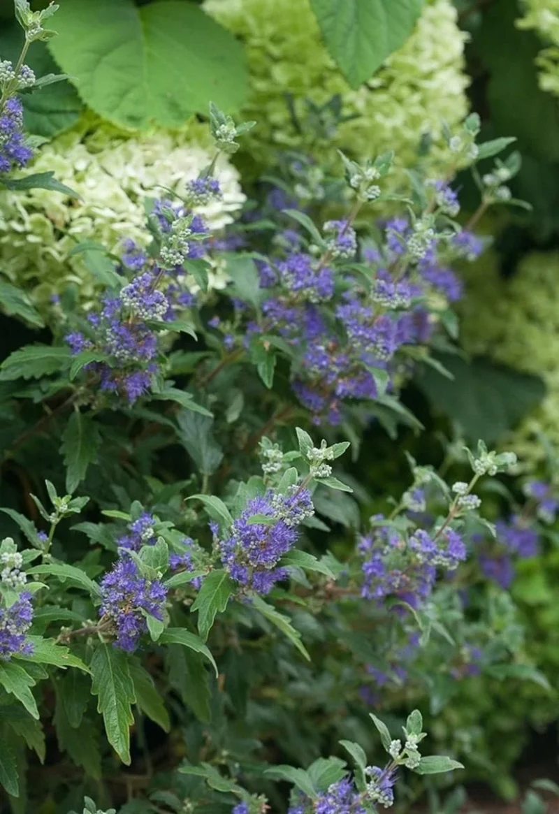 Bluebeard Shrub Live Plant - 4 inch Pot - Deep Blue Flowers