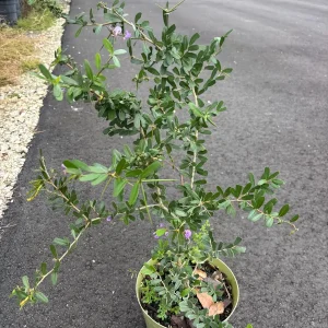 Bluebelle Flower Live Plant – 3 Gallon Pot – 2 feet Tall – Outdoor Perennial - Image 2