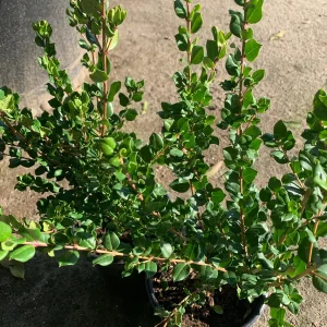 Blueberry Guava Live Plant - Luma Apiculata - 1 Ft Tall in 3 Gallon Pot - Image 3