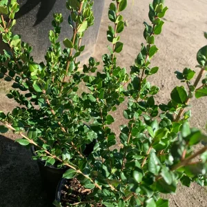Blueberry Guava Live Plant (Luma Apiculata) - 1 Gallon Pot - Chilean Myrtle Shrub - Image 2