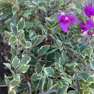 Blueberry Ice Bougainvillea Live Plant – 6 inch Pot – Outdoor Shrub - Image 2