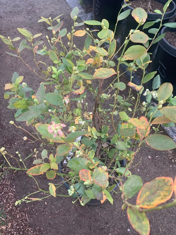Blueberry 'Rebel' Southern Highbush Live Plant 2 ft tall 1 Gallon Pot - Image 2