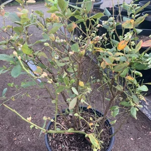 Blueberry 'Rebel' Southern Highbush Live Plant 2 ft tall 1 Gallon Pot - Image 3