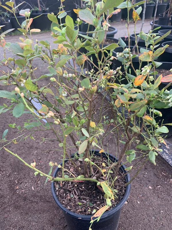 Blueberry 'Rebel' Southern Highbush Live Plant 2 ft tall 1 Gallon Pot - Image 3