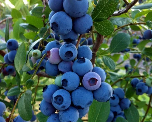 Blueberry 'Rebel' Southern Highbush Live Plant 2 ft tall 1 Gallon Pot - Image 1
