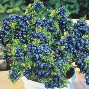 Blueberry Top Hat Live Plant - 1 ft Tall - Edible Berry Bush in 6 inch Pot - Image 1