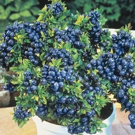 Blueberry Top Hat Live Plant - 1 ft Tall - Edible Berry Bush in 6 inch Pot - Image 1