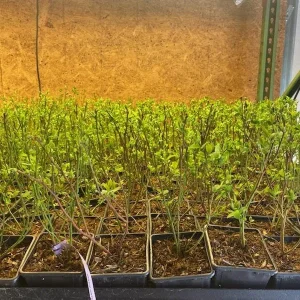 Bluecrop Northern Highbush Blueberry Plants - 5 Bare Root, 2 Year Old, Sweet Mid-Season Berries - Image 5