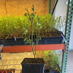 Bluejay Northern Highbush Blueberry Live Plant - 1 Quart Size, 10-12 inch Bare Root - Image 4