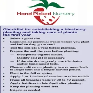 Blueray Blueberry Live Plant - 10-12