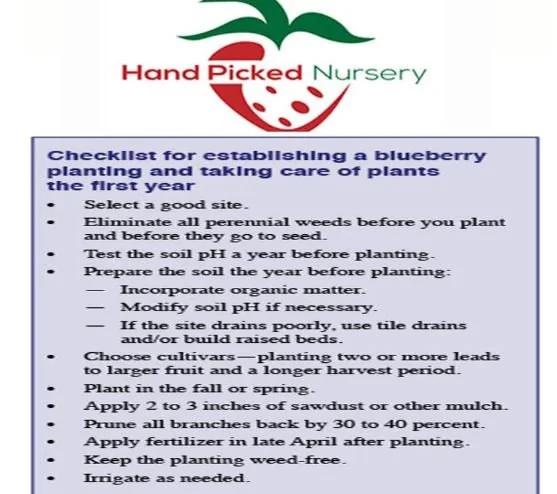 Blueray Northern Highbush Blueberry Live Plant – 1 Gallon Bare Root – 10-12 inch - Image 3