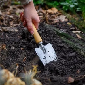 Blushing Apeldoorn Darwin Tulip Bulbs - 5 Pack, 12/+ cm, Fragrant Orange Red Blooms - Image 2