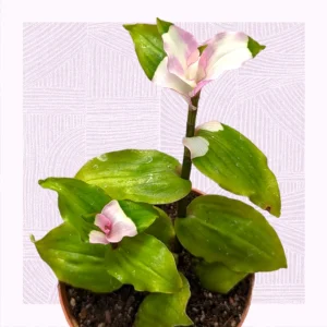 Blushing Bride Tradescantia Live Plant - Wandering Dude Houseplant - Image 3