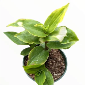 Blushing Bride Tradescantia Live Plant - Wandering Dude Houseplant - Image 4