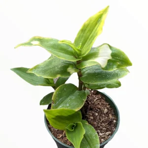 Blushing Bride Tradescantia Live Plant - Wandering Dude Houseplant - Image 5