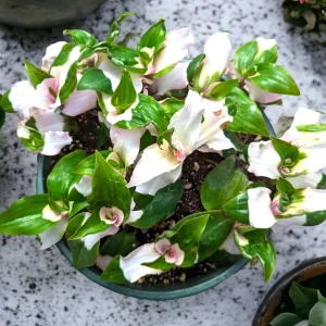 Blushing Bride Tradescantia Live Plant - Wandering Dude Houseplant - Image 8